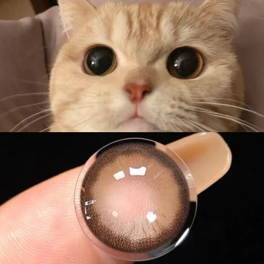 Bangkok Amber Brown Contact Lenses(12 months wear)